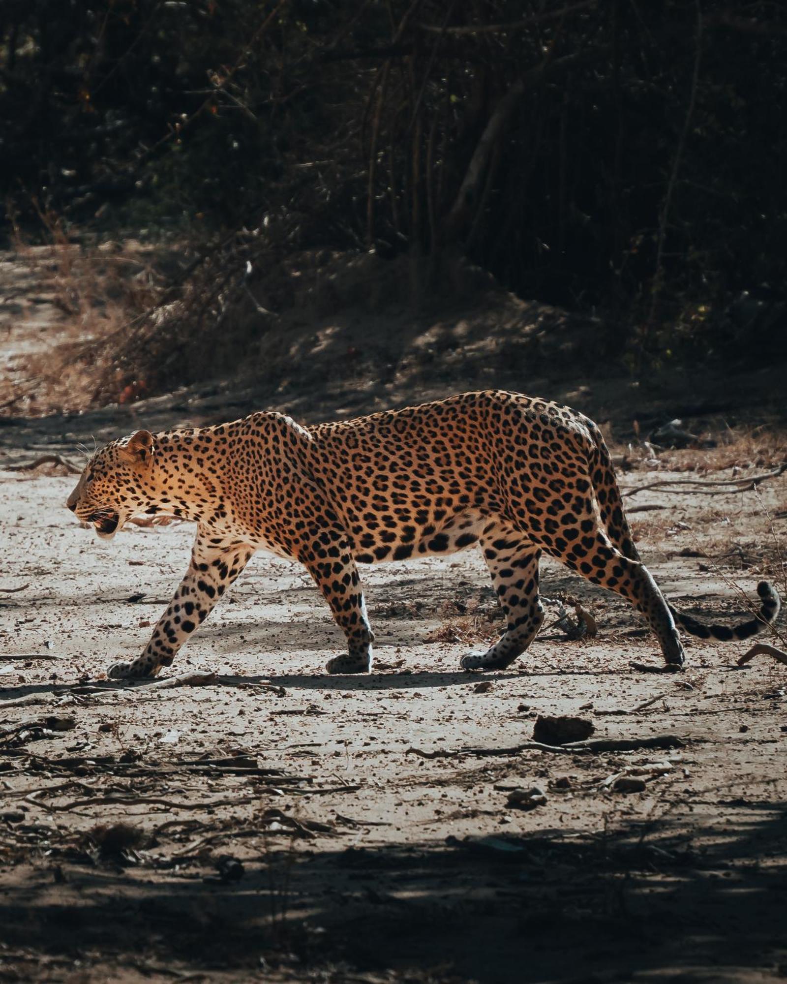 Hotel Wild Trails Yala By Suri Extérieur photo